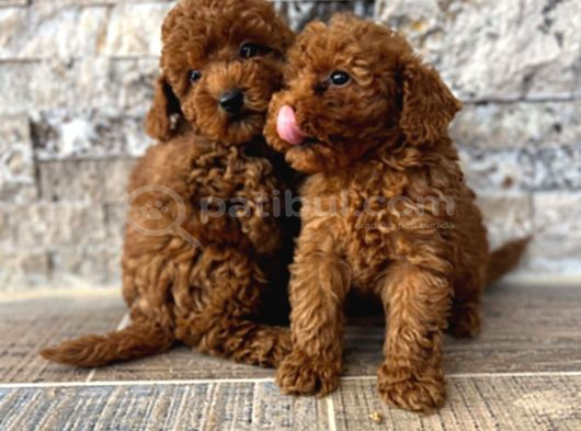 Bi̇blo Güzelli̇ği̇ne Sahi̇p Muhteşem Toy Poodle Yavrular