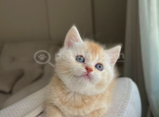Güzeller Güzeli British Shorthair Yavrularımız görsel
