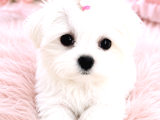 Kore Teacup Maltese Terrier Bebeklerimiz