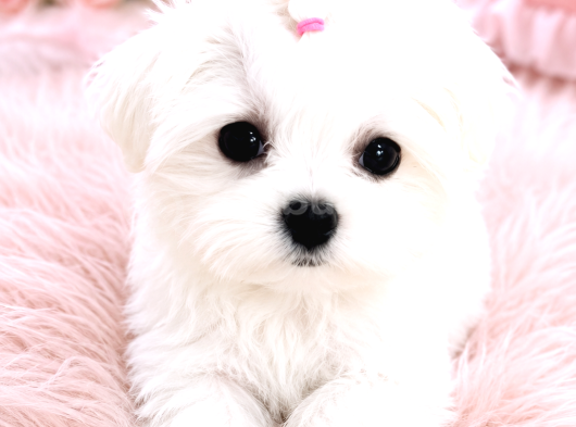 Kore Teacup Maltese Terrier Bebeklerimiz görsel