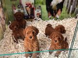 Bi̇blo Güzelli̇ği̇ne Sahi̇p Muhteşem Toy Poodle Yavrular