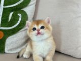 Full Şeçereli Kusursuz British Shorthair Yavrular