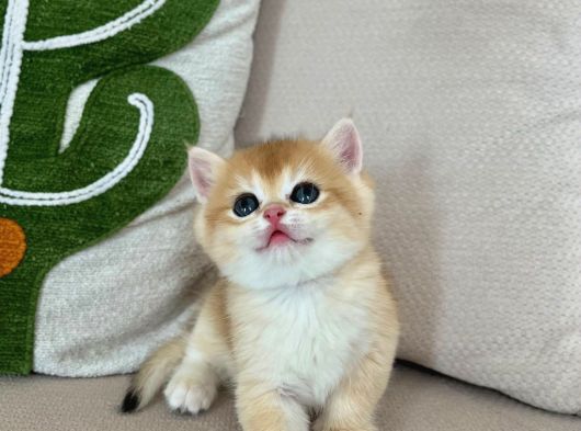Full Şeçereli Kusursuz British Shorthair Yavrular