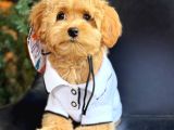 Kipkirmizi Red Toy Poodle Sevi̇mli̇ Yavrular