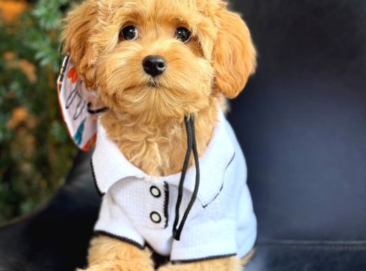 Kipkirmizi Red Toy Poodle Sevi̇mli̇ Yavrular