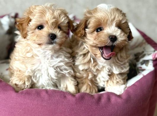 Kahve Tonlu Malti̇poo Ci̇nsi̇ Yavrular görsel