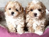 Kahve Tonlu Malti̇poo Ci̇nsi̇ Yavrular