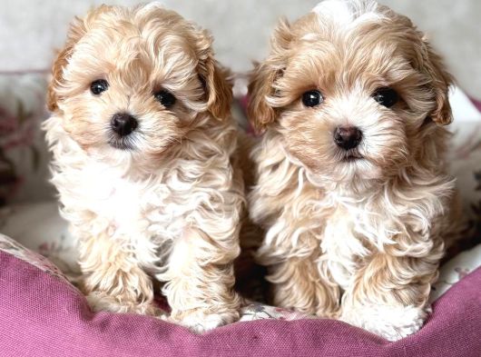 KAHVE TONLU MALTİPOO CİNSİ YAVRULAR