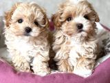 Kahve Tonlu Malti̇poo Ci̇nsi̇ Yavrular