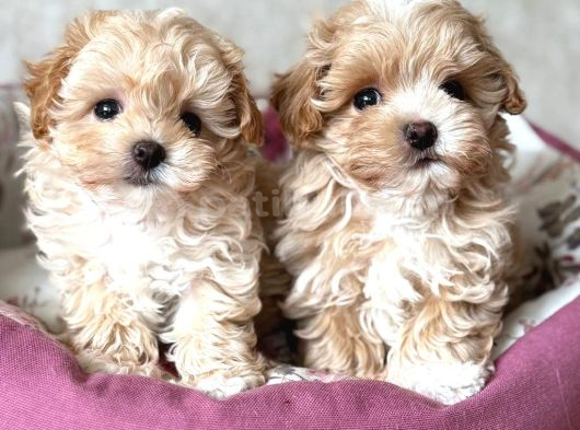 Kahve Tonlu Malti̇poo Ci̇nsi̇ Yavrular görsel