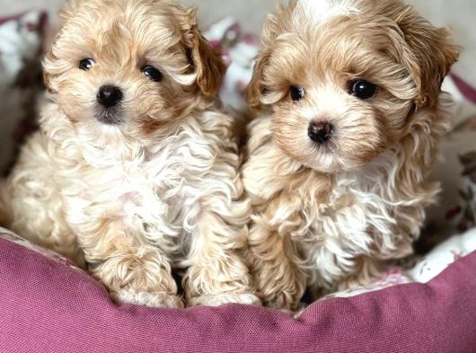 Kahve Tonlu Malti̇poo Ci̇nsi̇ Yavrular görsel
