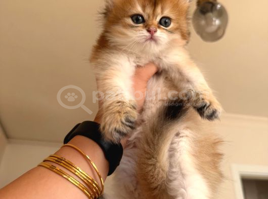 Brıtısh Longhaır Golden görsel