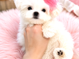 Orijinal Teacup Maltese Terrier Bebeklerimiz