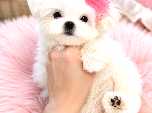 Kore Teacup Maltese Terrier Bebeklerimiz