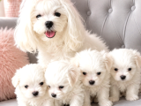 Kore Teacup Maltese Terrier Bebeklerimiz