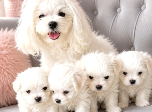 Kore Teacup Maltese Terrier Bebeklerimiz görsel
