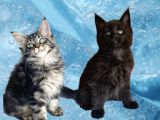 Değerini Bilene Özel Xxl Maine Coon Bebeklerm