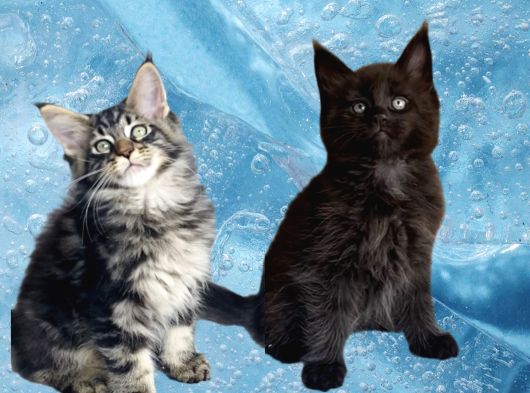 Değerini Bilene Özel Xxl Maine Coon Bebeklerm