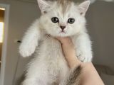 Güzeller Güzeli British Shorthair Yavrularımız