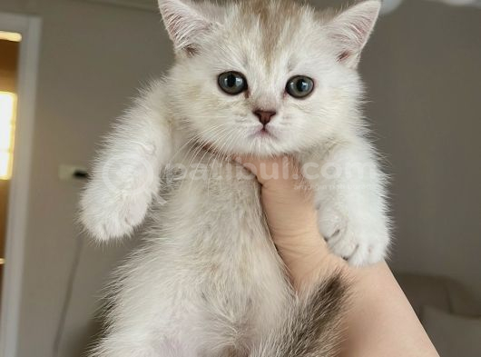 Güzeller Güzeli British Shorthair Yavrularımız