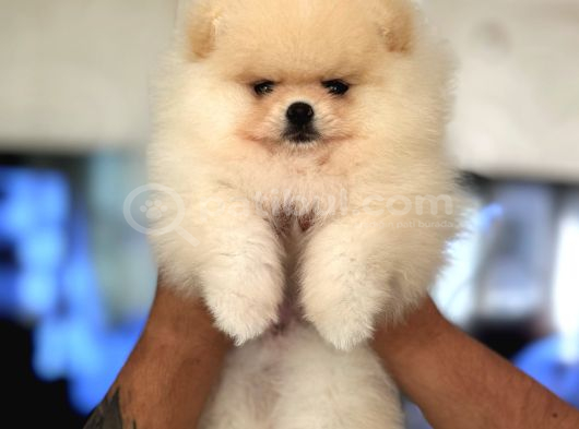 Show Class Pomerani̇an Boo görsel