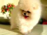 Show Class Pomerani̇an Boo