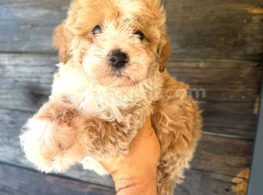 Çift Renk Özel Maltipoo Yavruları görsel