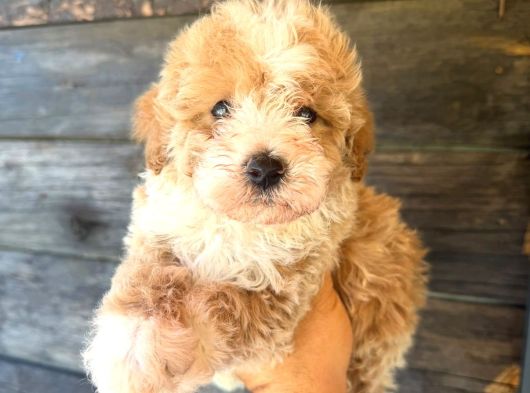 Çift renk özel maltipoo yavruları
