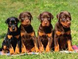 Anatomi̇ Hari̇kasi Doberman Bebekler