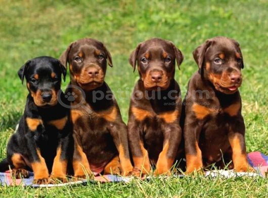 Anatomi̇ Hari̇kasi Doberman Bebekler
