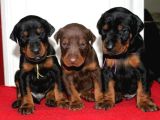 Anatomi̇ Hari̇kasi Doberman Bebekler