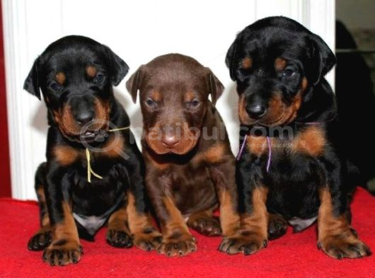 Anatomi̇ Hari̇kasi Doberman Bebekler görsel