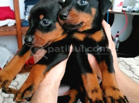 Anatomi̇ Hari̇kasi Doberman Bebekler görsel