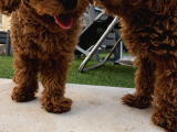 2 Aylık Safkan Koyu Kahverengi   Teacup Toy Poodle Yavr