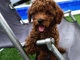 2 Aylık Safkan Koyu Kahverengi   Teacup Toy Poodle Yavr
