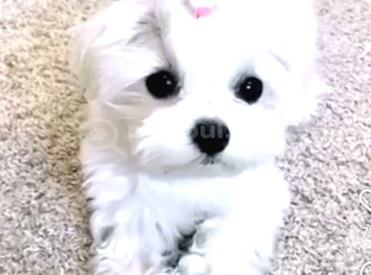 Kore Teacup Maltese Terrier Bebeklerimiz görsel