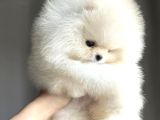 Ayı Surat Pomeranian Boo Bebeklerimiz