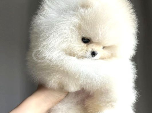 Ayı Surat Pomeranian Boo Bebeklerimiz görsel