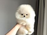 Ayı Surat Pomeranian Boo Bebeklerimiz