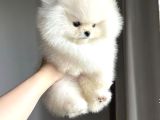 Ayı Surat Pomeranian Boo Bebeklerimiz