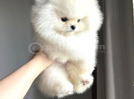 Ayı Surat Pomeranian Boo Bebeklerimiz görsel