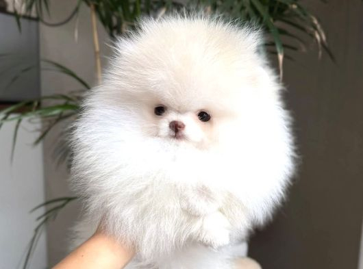 Ayı Surat Pomeranian Boo Bebeklerimiz görsel