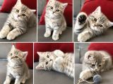 British Shorthair Di̇şi̇ Bebeği̇m