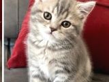British Shorthair Di̇şi̇ Bebeği̇m