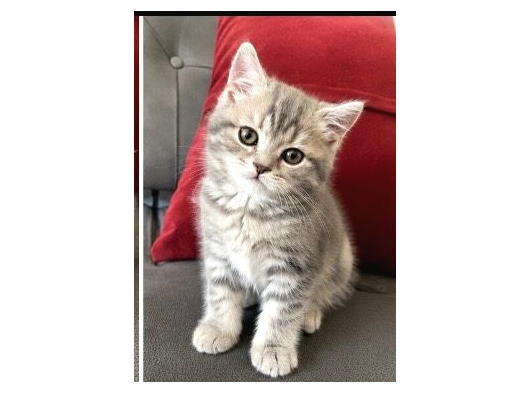 British Shorthair Di̇şi̇ Bebeği̇m görsel