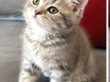 British Shorthair Di̇şi̇ Bebeği̇m