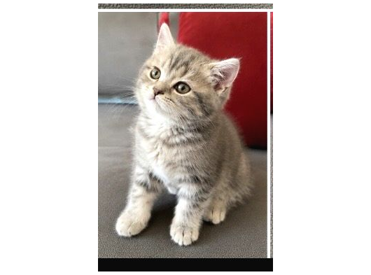 British Shorthair Di̇şi̇ Bebeği̇m görsel