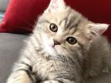 British Shorthair Di̇şi̇ Bebeği̇m