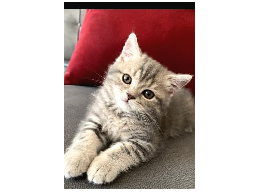 British shorthair DİŞİ BEBEĞİM