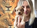 Maltipoo Yavruları